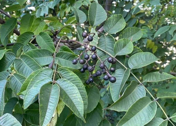 Công dụng của dược liệu Hoàng Bá