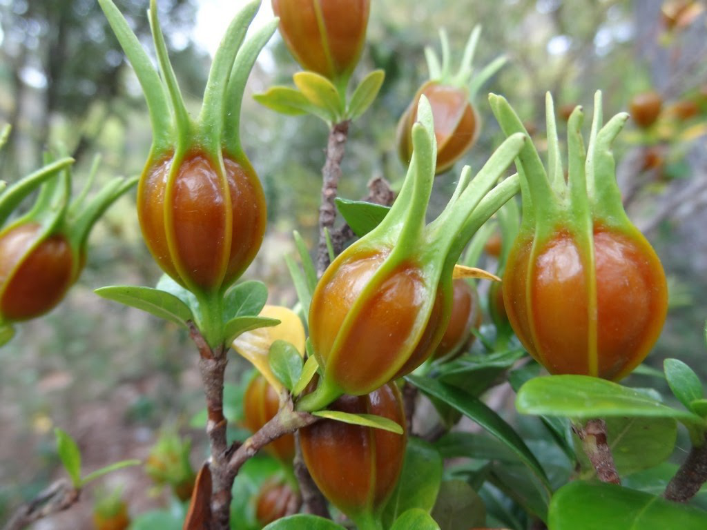 Công dụng từ dược liệu Chi Tử