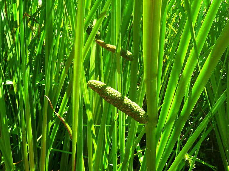 cây xương bồ 