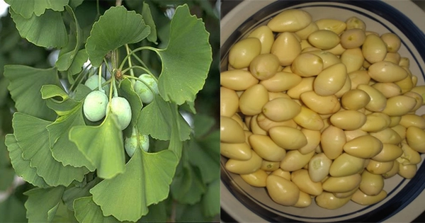 Bài thuốc trị bệnh từ bạch quả