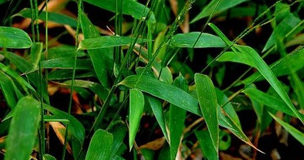 Bài thuốc trị bệnh từ dược liệu trúc diệp