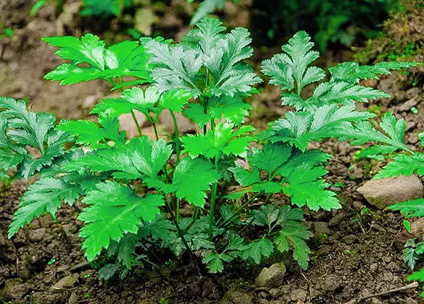Công dụng của dược liệu Hoàng Liên